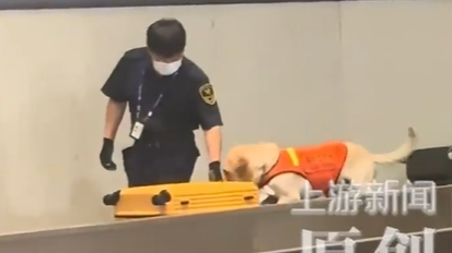 警犬盯上行李箱疯狂嗅探 结果是馋了