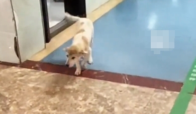 女子腿伤就医被陌生狗子瘸腿学步