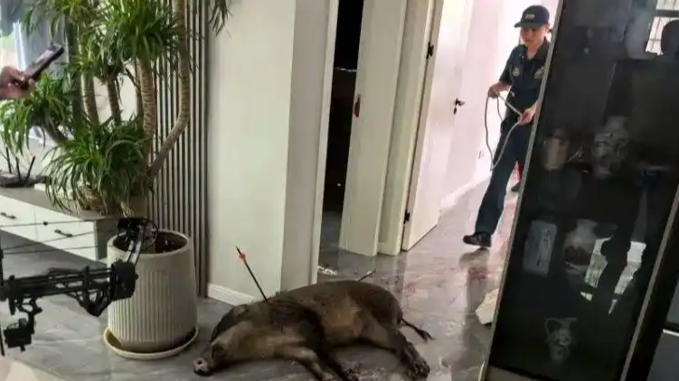 150斤野猪闯进居民家中：多部门联合处置，当场射杀！