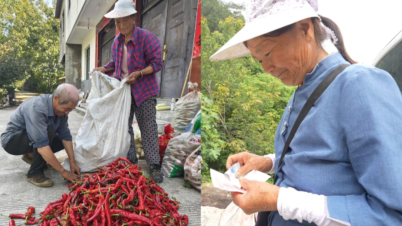 大学生每周赶400公里帮村里老人收菜