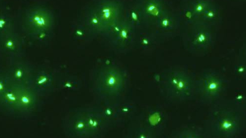 女科学家讲述潜入马里亚纳海沟：想绣出海底的“清明上河图”