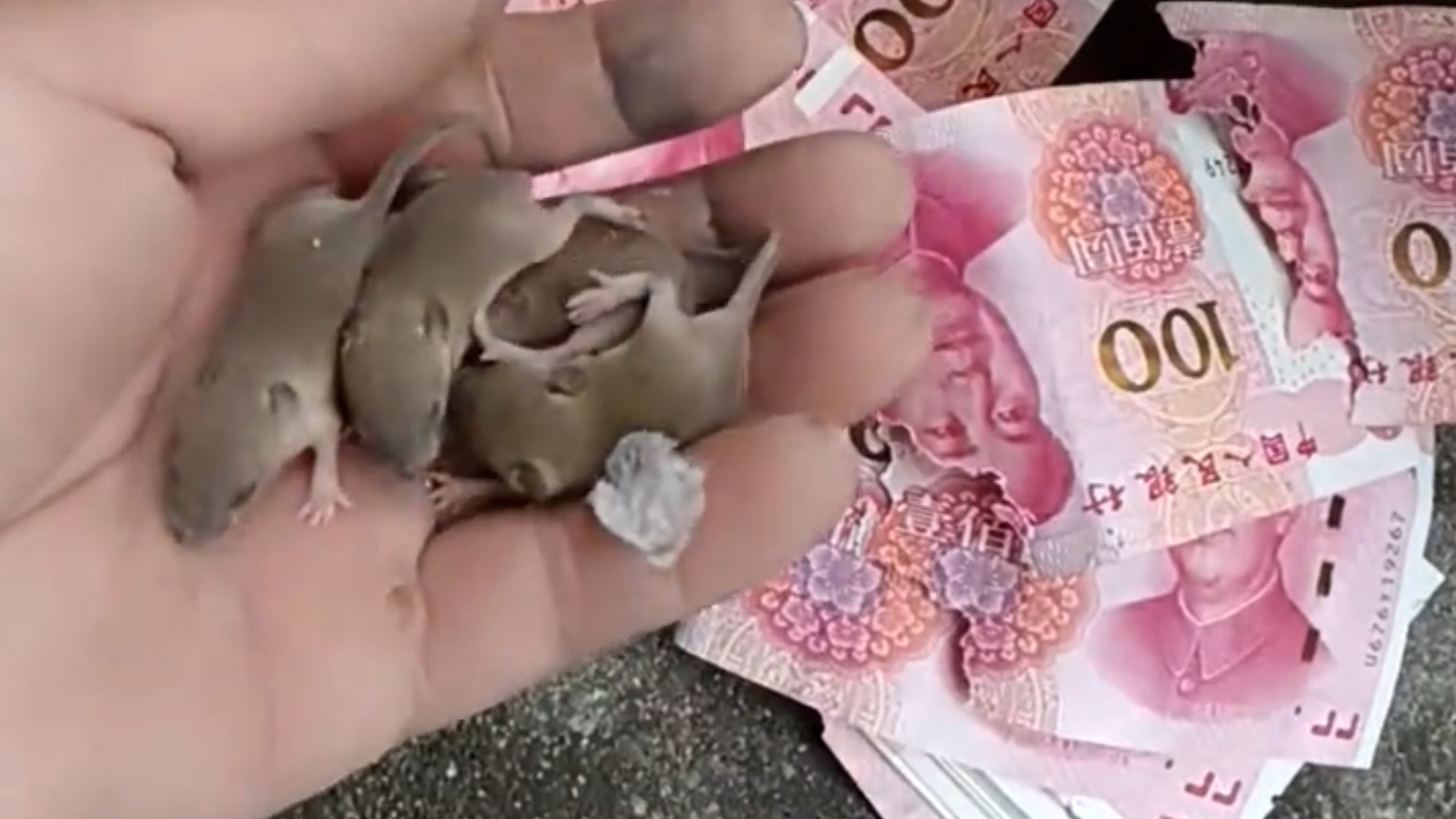 老鼠在钱箱里安家产崽，村民积攒的5000余元现金被啃