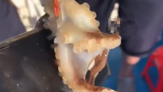 游客海钓竟然钓上抱着华为P70的八爪鱼