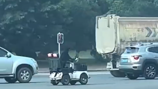 网友称看到拉布拉多开车上路？当地交管局回应