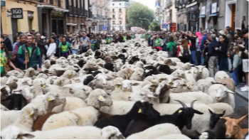 西班牙“堵羊”了