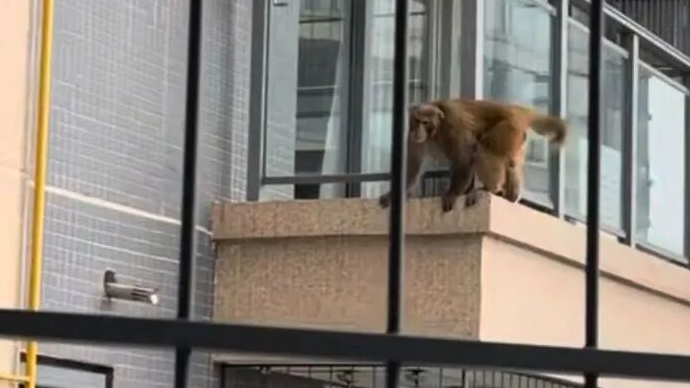 “猴哥”在南宁小区已经6天了！物业：暂未抓住