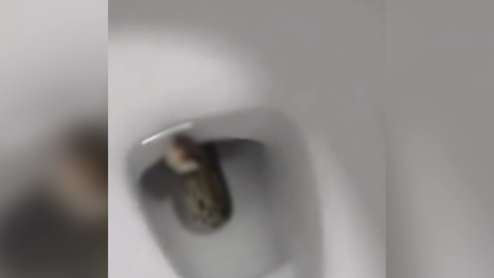 女子半夜如厕，马桶里突然窜出一条蛇：皮肤有接触，没有咬伤
