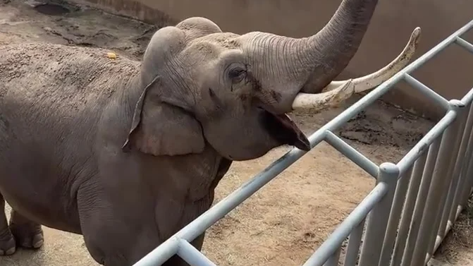 游客帽子掉落，大象轻轻捡起归还：收获奖励后高兴得像孩子