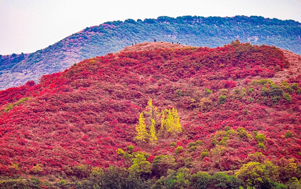 漫山红透，秋景正当时！汝州市第七届红叶观赏季启幕！