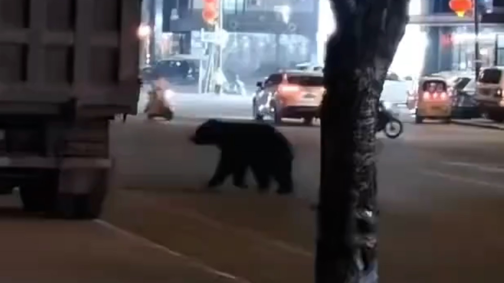 黑龙江宝清县惊现黑熊！为保群众安全，特警将其击毙