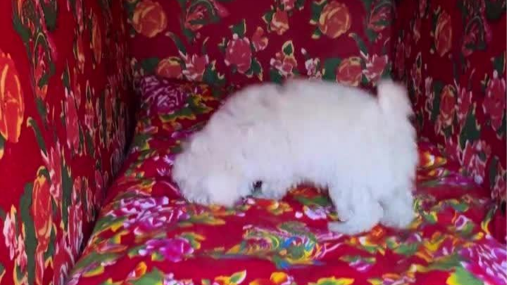 东北狗狗住上带火炕的狗窝