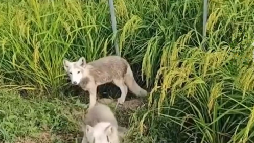 男子10年前救白狐收获一群狐保镖