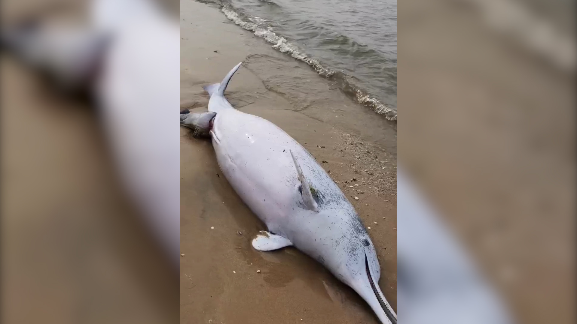 国家一级保护动物中华白海豚在广东硇洲岛搁浅 疑似难产死亡