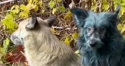 切尔诺贝利核电站附近出现多只蓝色的狗