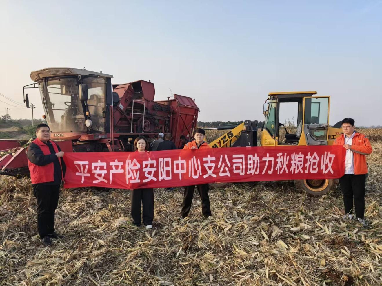 橙衣助农抢收忙  平安守护粮满仓——平安产险安阳中支全力护航秋粮丰收