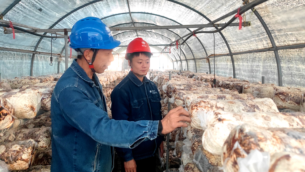 国网泌阳县供电公司助力特色产业发展