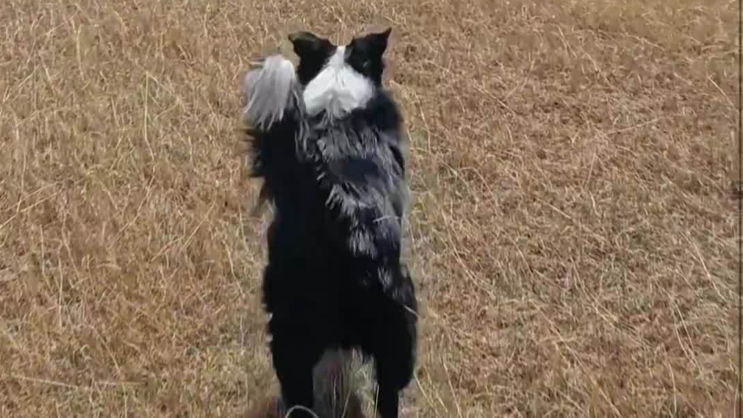 牧羊犬主人经过牧区，带小狗体验牧羊