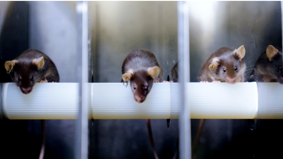 神二十一有4只“小鼠航天员”！选拔Vlog公开→