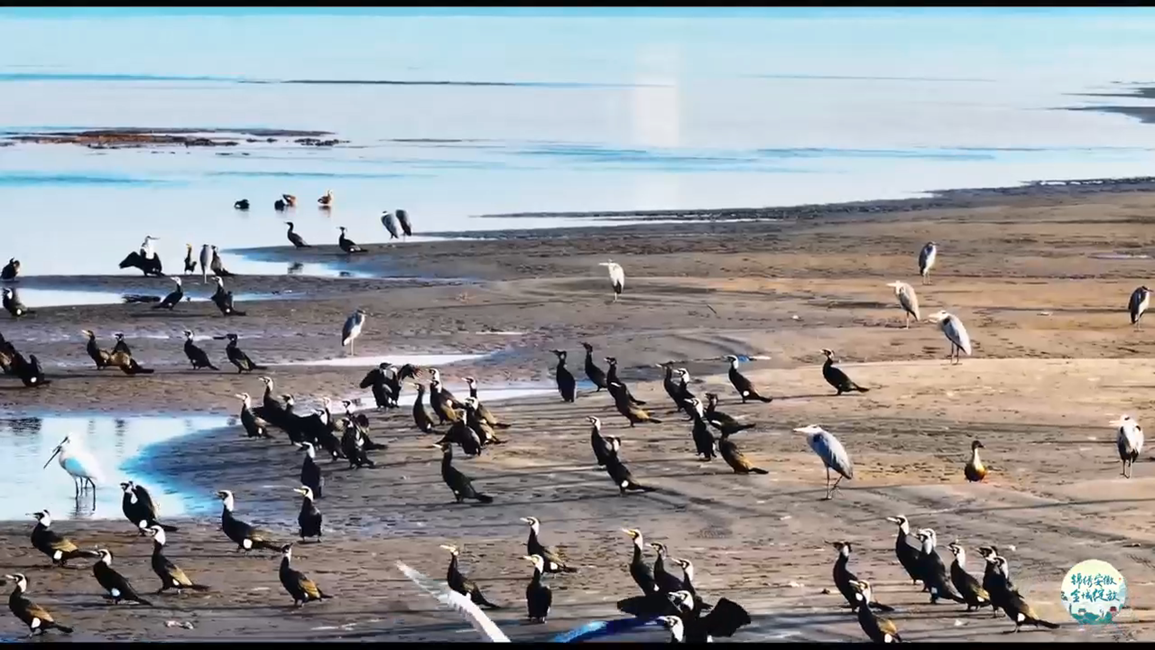 【锦绣安徽全域绽放】“江畔明珠”浮沙圩