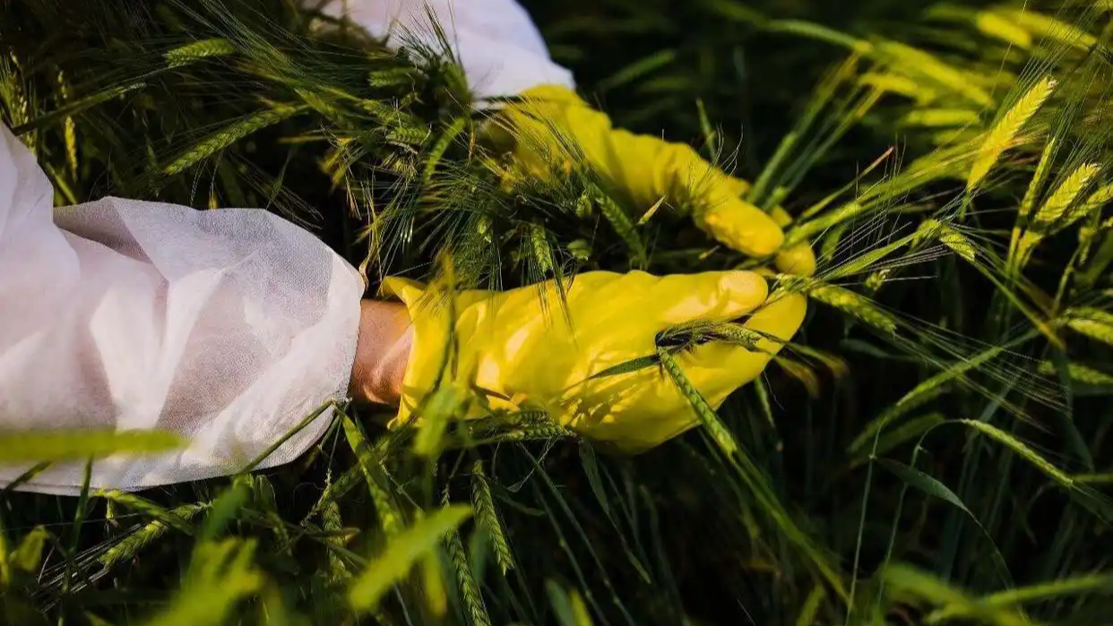 曝光！间谍在中国搜集亲本种子