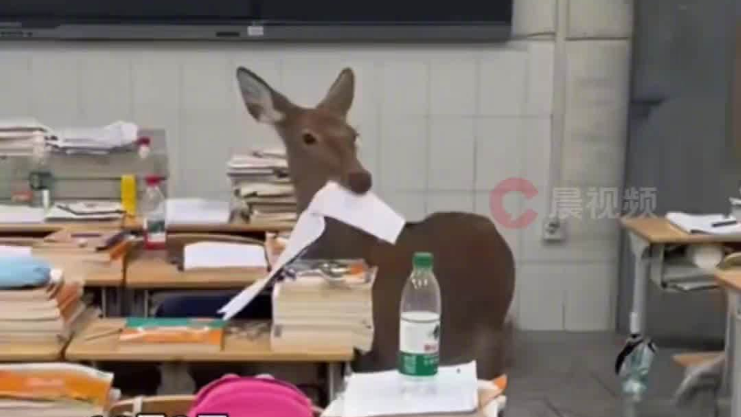小鹿闯进教室吃掉了学生的试卷