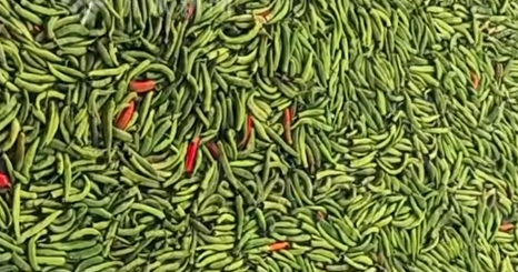 鱼塘塘主用辣椒喂鱼：一天喂1万斤，鱼体型更漂亮，口感更好