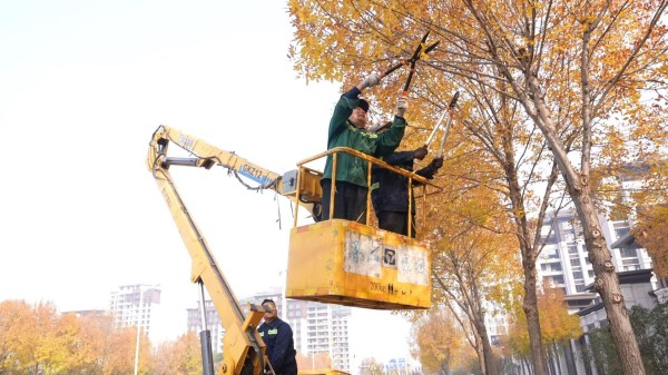 鲁山县：精修行道树 “阳光”暖人心