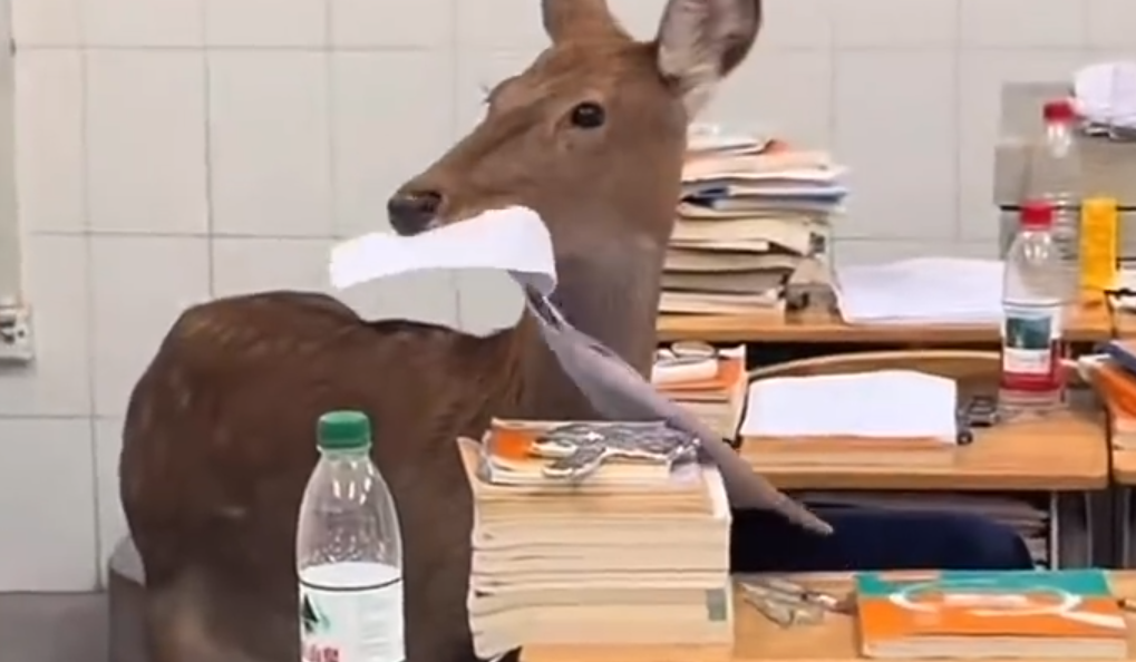 小鹿闯进教室淡定咀嚼着试卷，网友：真正的把知识“吃透”