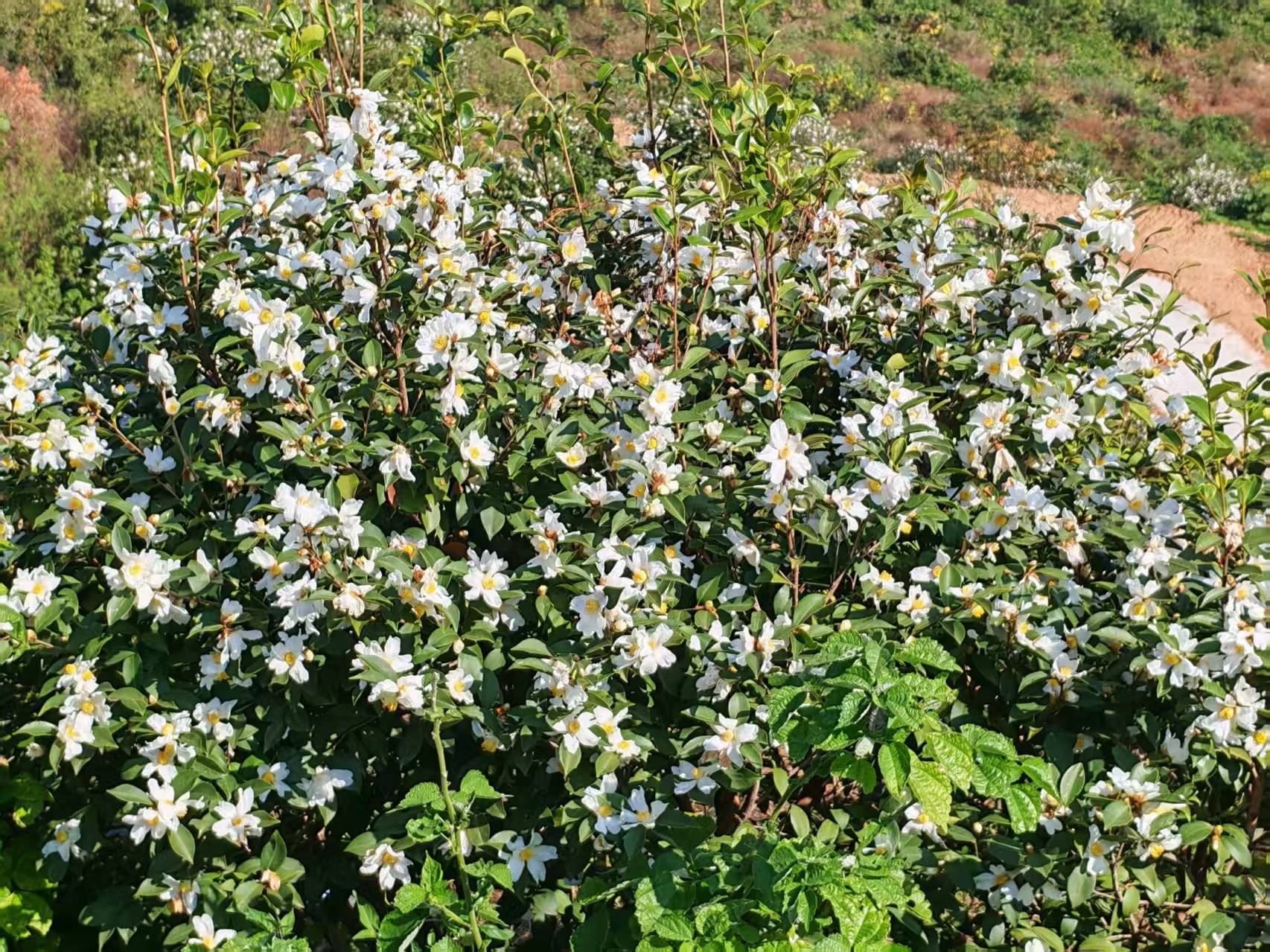 罗山县定远乡：油茶采摘忙 秋韵映丰收