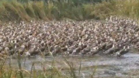 鸭子大军下地成“开荒冠军”，鸭过虫灭杂草不生