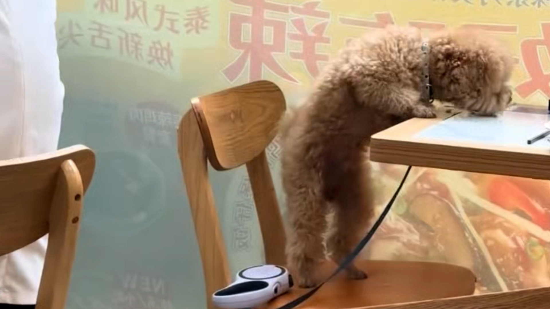 顾客带宠物狗就餐，狗踩凳子舔桌面，店家：桌椅餐具已更换
