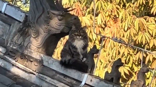 捕捉一只屋顶限定“垂脊兽”，镜头凑近瞬间心都化了