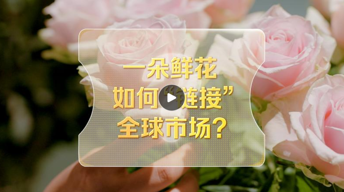 改革者 正青春｜一朵鲜花如何“链接”全球市场？