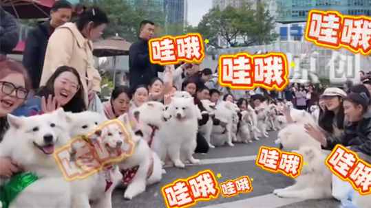 重庆百余只萨摩耶开“年会”，大白团排排坐超治愈