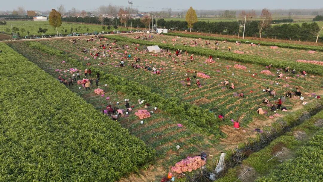 汝南县千亩生姜喜获丰收