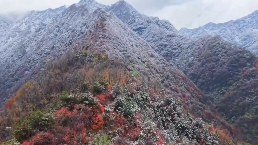 秦岭雪后出现夏秋冬“分层”美景