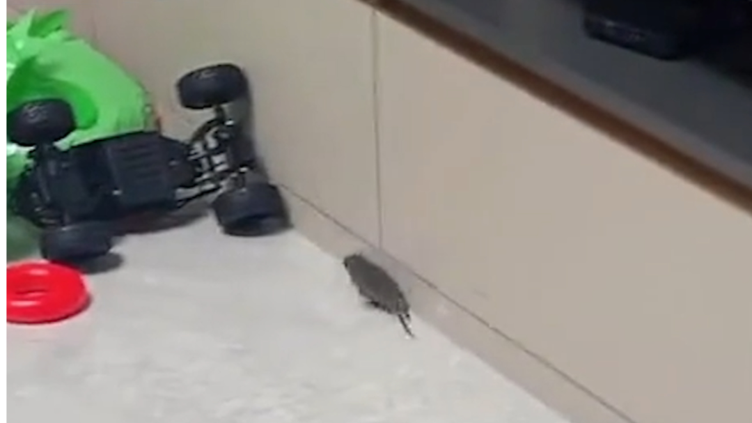 女子取水果快递听见鸟叫 拆箱窜出老鼠