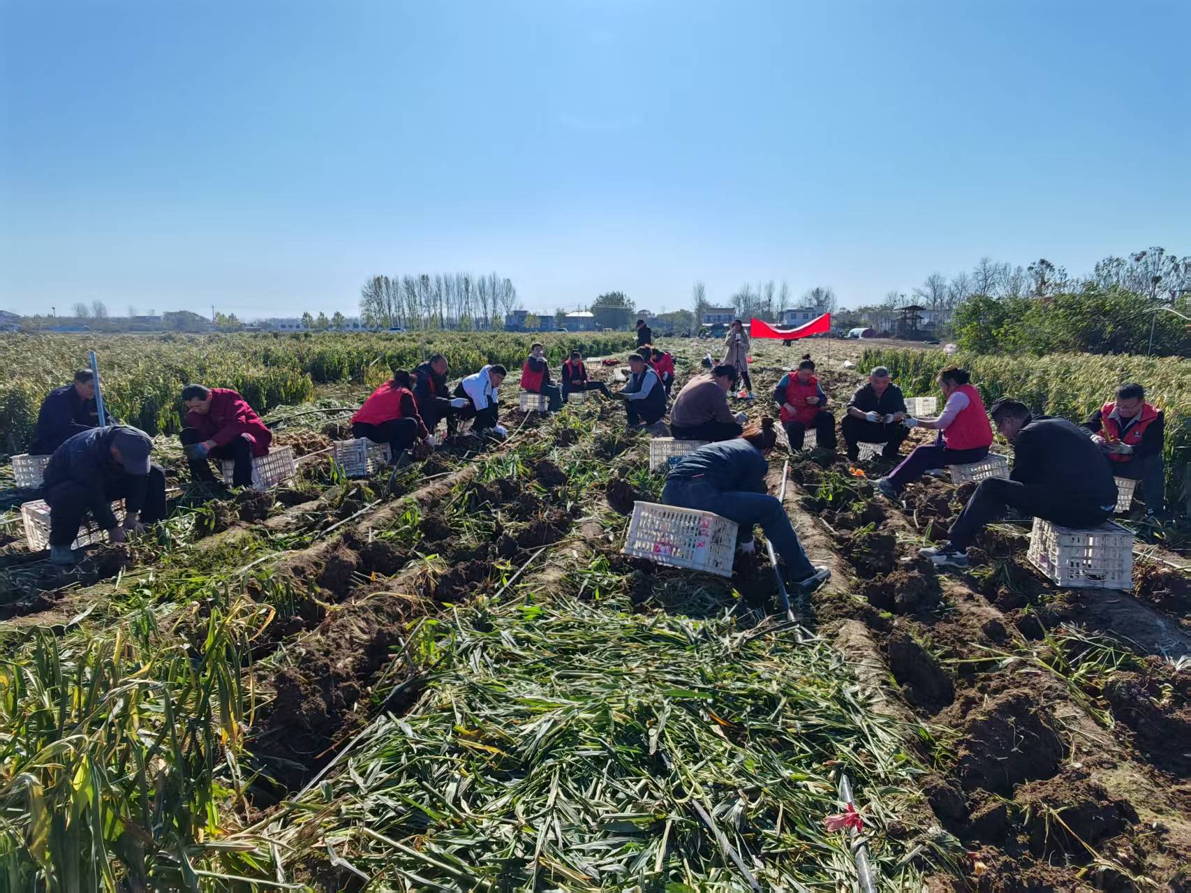 爱心助农解决生姜滞销难题