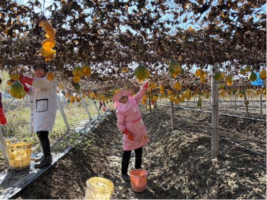 新蔡县：瓜蒌喜获丰收“金疙瘩”助农增收