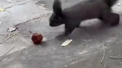 哭笑不得！大爷拿文玩核桃逗松鼠被叼走