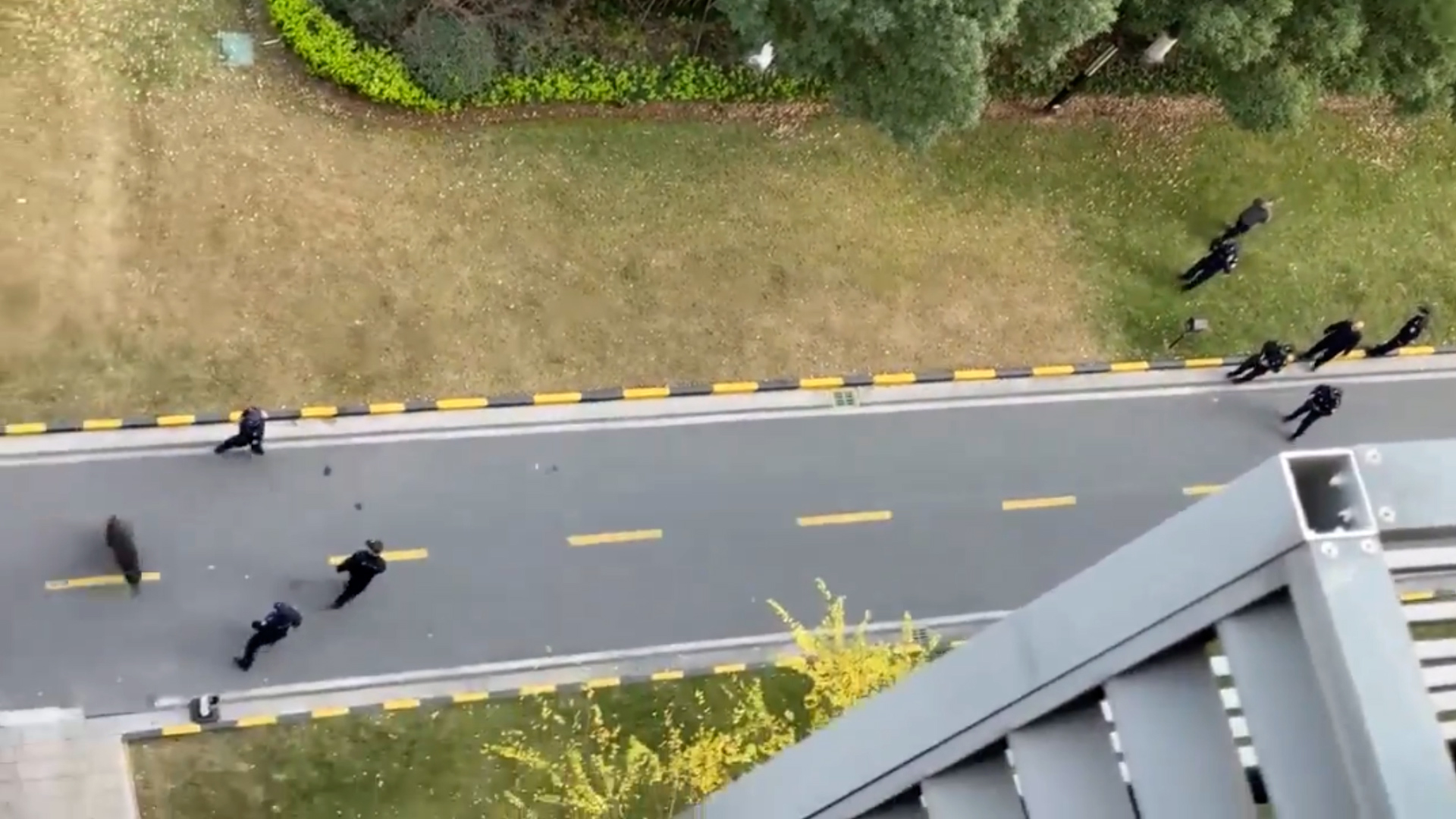 物业回应南京一小区惊现野猪：已被打晕带走，无人受伤