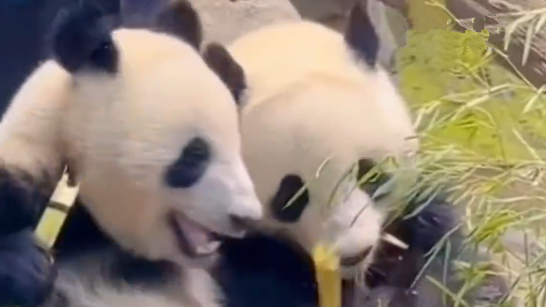 旅日大熊猫回国进入倒计时，日本民众排队3小时送别