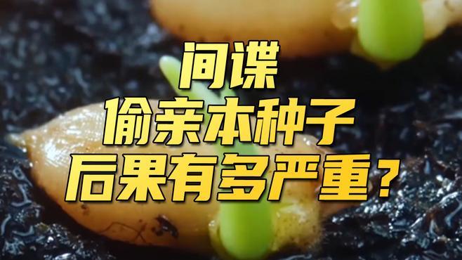 间谍在我国非法搜集亲本种子，后果究竟有多严重？