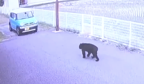 北海道熊尸体多到装不下了，近千头被猎杀