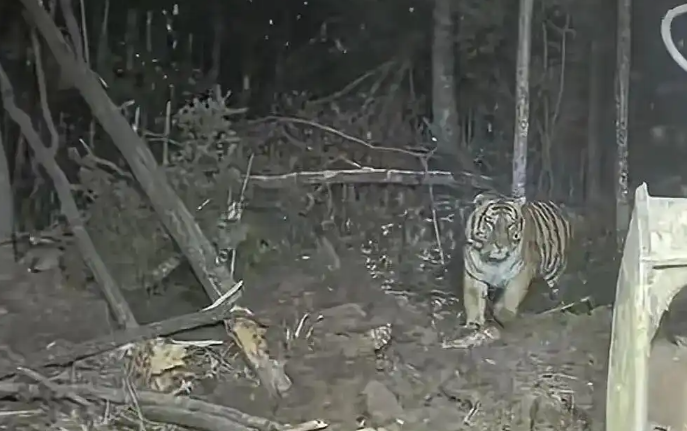 挖掘机女司机夜间作业偶遇东北虎，老虎“淡定”甩尾进山