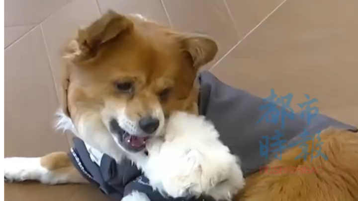 女生为狗狗做高定婚纱，最贵的12800元