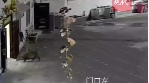 野猪“夜巡”南京公交场站直奔厨房 与司机对视后离开