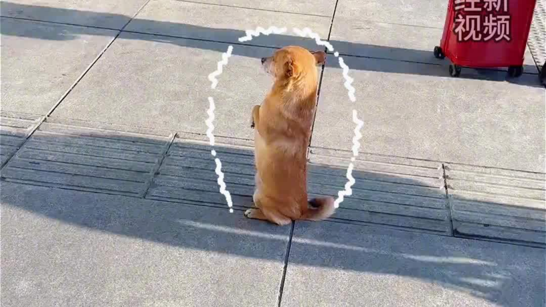 南方狗狗在东北冻成 “人样”，双腿站立直哆嗦