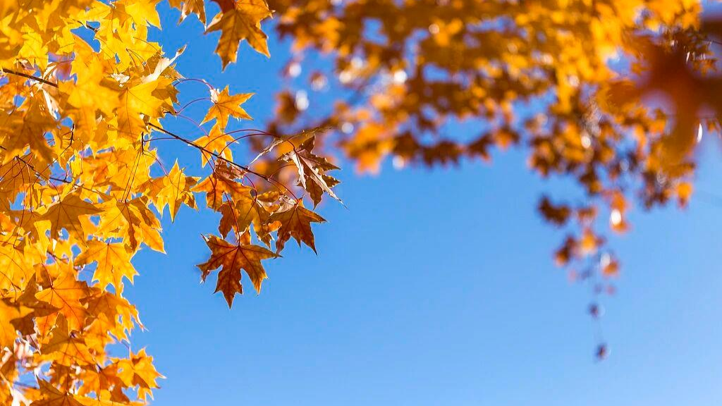 又见20℃+！河南气温开启“过山车”