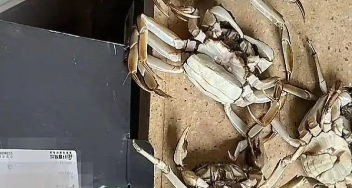 买家AI合成死螃蟹仅退款被拘8日 商家：这种行为要去追究